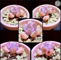 エケベリア エレガンス×ポトシナ （検）多肉 多肉植物 観葉植物