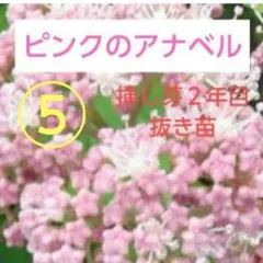 2025年最新】ピンクッション 苗の人気アイテム - メルカリ