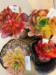 52 多肉植物 アエオニウム 抜き苗 4種セット