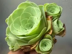新入荷　グリーノビア　白玉イエローローズ　アエオニウム　I苗　多肉植物のサムネイル