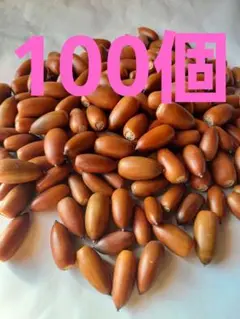 どんぐり　マテバシイ　100個