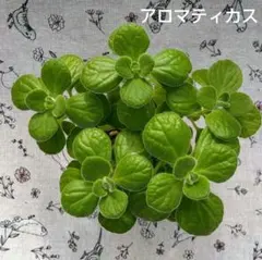 ふわふわふっくら良い香り＊*アロマティカス＊抜き苗＊新芽あちこち