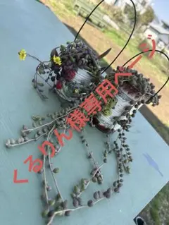 多肉植物☆リメ缶