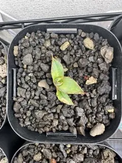 2025年最新】アガベ イラン株の人気アイテム - メルカリ