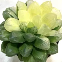 オブツーサ錦 混合種子 令和7年産 注文よろしくお願いします^ ^ 多肉植物 ハオルチア 令和7年4-6月採る オブツーサ錦 混合交配種子 100