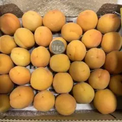 生あんず　加工用　箱込み1.1キロのサムネイル