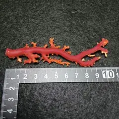 本珊瑚 珊瑚原木 血赤珊瑚 宝石珊瑚 珊瑚置物 珊瑚枝 ルース - メルカリ