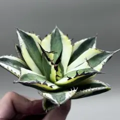 2025年最新】スナグルトゥースの人気アイテム - メルカリ