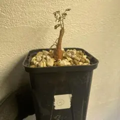 2025年最新】オペルクリカリアの人気アイテム - メルカリ