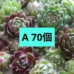B【センペルビウム寄せ植えセット】カラフル子株詰め合わせ♪80個以上