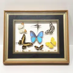 2025年最新】蝶 額 ブラジルの人気アイテム - メルカリ