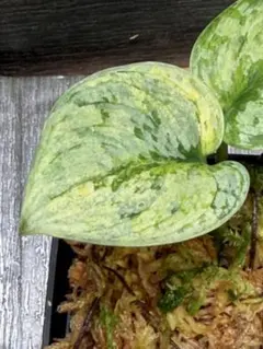 Taka様 リクエスト 2点 まとめ商品