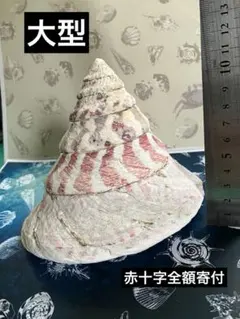 大型貝殻　サラサバテイ（タカセガイ）　チャリティ出品