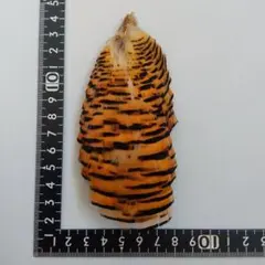 Item thumbnail for item a9ebc5c1-a259-43b6-909f-ffcf162d3394