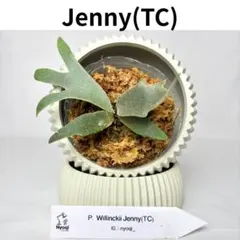 jone様おまとめJenny板付けとBambi - メルカリ