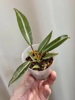 珍品 Hoyapubicalyx 'Albo-marginata' 発根済 - メルカリ