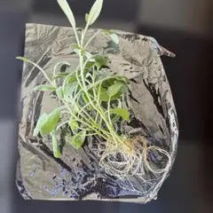 幸せ⭐まちこたん⭐様 リクエスト 2点 まとめ商品