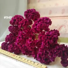 ☆949 ケイトウ ドライフラワー 紫 15本