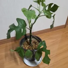 みん様 リクエスト 2点 まとめ商品