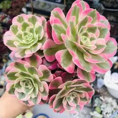 燕姿錦 多肉植物 アエオニウム 抜き苗 - メルカリ