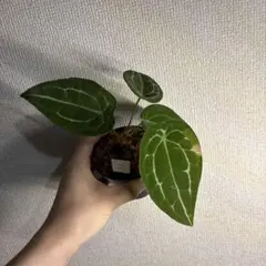 アンスリウム　ETフォルゲッティ✖️フォルゲッティのサムネイル