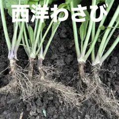 2025年最新】山わさび苗の人気アイテム - メルカリ