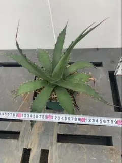 ★*★様 【300円スタート/特大約70㎝超】ジェントリージョーズ　アガベ　トラ アガベ ジェントリー ジョーズ／agave gentryi Jaws no.10349