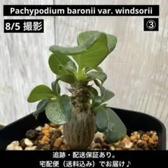 パキポディウム ウィンゾリー ①【希少】【国内実生】【自家採種】【鉢