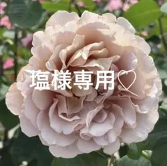 塩様 リクエスト 6点 まとめ商品