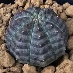 POP様売約 ユーフォルビア オベサ【メス】現品 ポットごと発送 ノーマル・オベサ | 万緑 BAN RYOKU