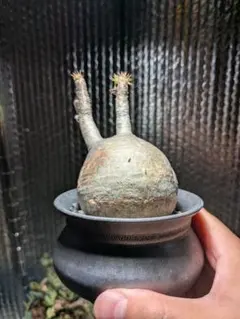 サマーセール！ 現地株 コピアポア シネレア 黒王丸 田中元将 作家鉢 2025年最新】田中元将 鉢の人気アイテム - メルカリ