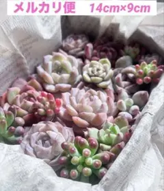 多肉植物　カット苗　訳あり　多肉弁当　寄せ植え　詰め合わせ c