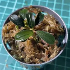 akira様 リクエスト 2点 まとめ商品