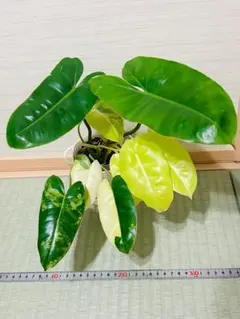 2025年最新】フィロデンドロン バールマルクスの人気アイテム - メルカリ