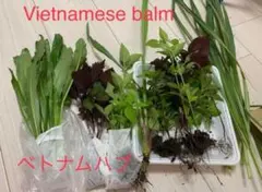 Truc Phan様専用ベジ ベトナムハブ苗セット