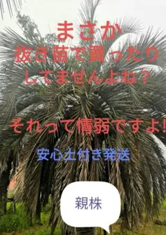 2025年最新】ココスヤシシルバーの人気アイテム - メルカリ