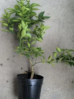 マイヤーレモン苗木♪蕾み一杯✿✿お家でもぎたて✿✿✿　3年生 マイヤーレモン苗木♪蕾み一杯✿✿お家でもぎたて✿✿✿ 3年生 - メルカリ
