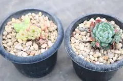 エケベリア2品種セット「キャラメルスピリット群生&七福美尼×ミニマ」