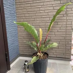 Anthurium Ivanportillae アンスリウムイヴァンポルティラエ - メルカリ
