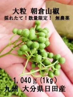 ★採れたて山椒の実 1,040★九州 大分県日田産★安心★安全のサムネイル