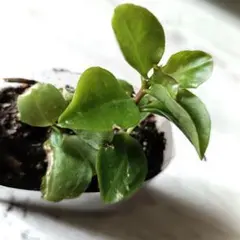 タバやん様 リクエスト 2点 まとめ商品#1と#4