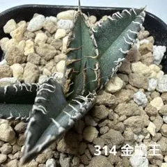 2026年最新】金蟾 アガベの人気アイテム - メルカリ