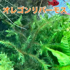 オレゴンリバーモス 無農薬のサムネイル