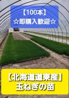 みき様 リクエスト 3点 まとめ商品