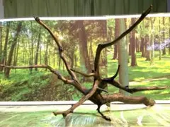 2026年最新】ブランチウッドの人気アイテム - メルカリ