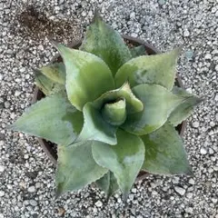 2026年最新】Ovatifoliaの人気アイテム - メルカリ