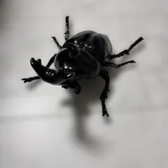 ミニチュア 立体 図鑑 カブトムシ 虫 フィギュア 202607160344 - メルカリ