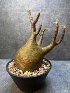 コミフォラ グラウケスケンス 発根済 発芽中 良型 現地株 塊根植物