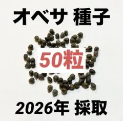 超レア】アガベ オテロイ 種子 姫厳竜×黒火焔 20粒 - メルカリ