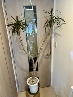 【引取特価】【美形】破格！ドラセナ約80cm 6号鉢 引取特価】【美形】破格！ドラセナ約80cm 6号鉢 - メルカリ